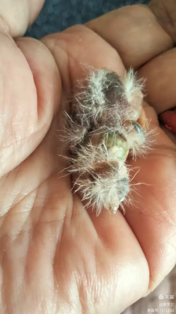 娇小玲珑的珍珠鸟孵化出幼鸟